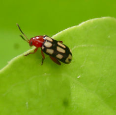 Disonycha scriptipennis