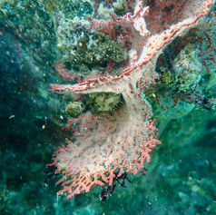Genus Pacifigorgia