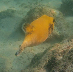 Guineafowl Puffer (Arothron meleagris) - Golden Form