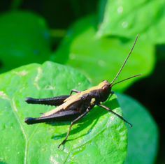 Stridulating Slantface Grasshopper (Melanotettix dibelonius)