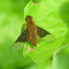 Chrysanthrax cypris