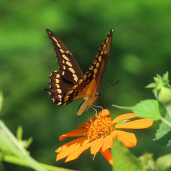Western Giant Swallowtail (Heraclides Rumiko)