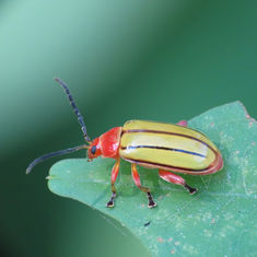 Florida Five-lined Yellow Disonycha (Disonycha quinquelineata)