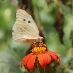 Giant White (Ganyra josephina)