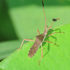 Chariesterus alternatus