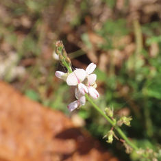 Samoan Clover (Desmodium scorpiurus)
