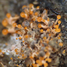 Genus Emericellopsis