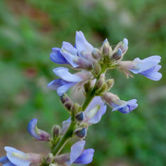 Calopogonium caeruleum