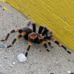 Mexican Redknee Tarantula (Brachypelma smithi)