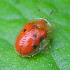 Golden Tortoise Beetle (Charidotella sepunctata)