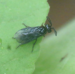 Sawflies (Genus Schizocerella)