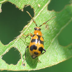 Cerotoma atrofasciata