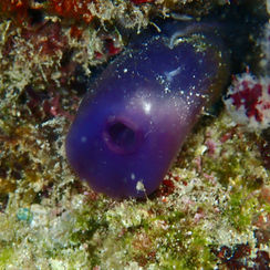 Sea Squirt - Rhopalaea birkelandi 