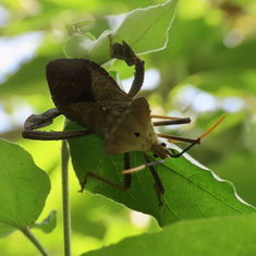 Acanthocephala alata