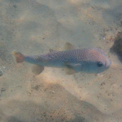 Spotted Porcupinefish (Diodon hystrix)
