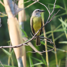 Tropical Kingbird (Tyrannus melancholicus)