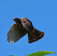 Grey Hawk (Buteo plagiatus) - Juvenile