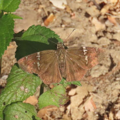 Caballo Skipper (Autochton caballo)