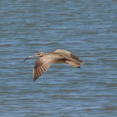 Hudsonian Whimbrel (Numenius hudsonicus)