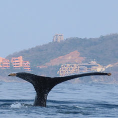 Humpback Whale (Megaptera novaeangliae)