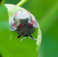 Stolas punicea - Tortoise Beetle