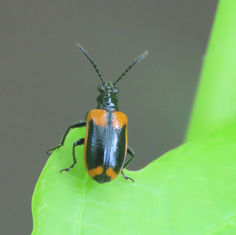 Lema confusa - Shining Leaf Beetle