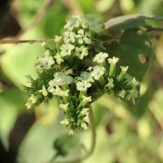 Heliotropium hartwegianum