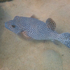 Guineafowl Puffer (Arothron meleagris)