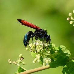 Genus Pepsis - Tarantula Hawk Wasp