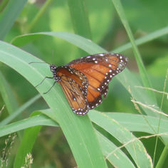 Soldier Butterfly (Danaus eresimus)