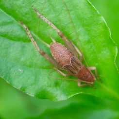 Crickets - Supertribe Paroecanthidi