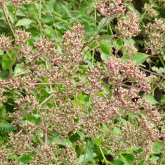 Salpianthus arenarius