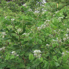 Pom Pom Orchid Tree (Bauhinia divaricata)