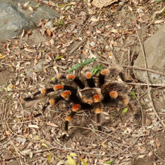 Mexican Redknee Tarantula (Brachypelma smithi)