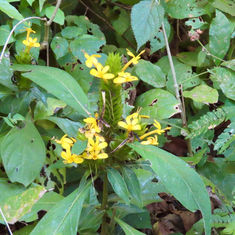Barleria oenotheroides