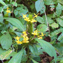 Barleria oenotheroides