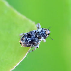 True Weevils (Subfamily Conoderinae)
