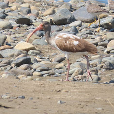 White Ibis (Eudocimus albus)