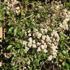 Spanish Elm (Cordia alliodora)