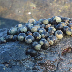 Rough-ribbed Nerite (Nerita scabricosta)
