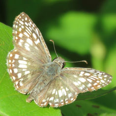 Tropical Checkered Skipper (Burnsius oileus)