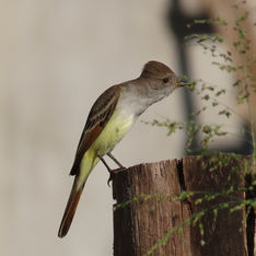 Ash-throated Flycatcher (Myiarchus cinerascens)