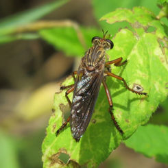 Hanging Thieve - Genus Diogmites
