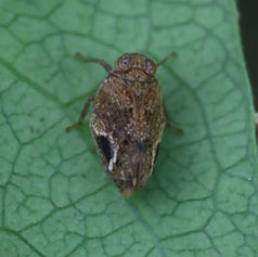 Thionia Planthopper