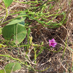 Beach Morning Glory (Ipomoea pes-caprae)