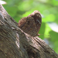 Blackened Bluewing (Myscelia cyananthe)