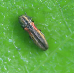 Genus Agrilus (Unknown Species) - Jewel Beetle