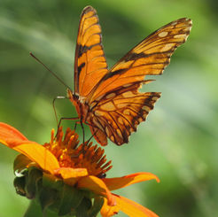 Julia Heliconian (Dryas iulia) - Female