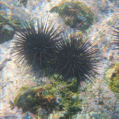 Central American Rock-boring Urchin (Echinometra vanbrunti)