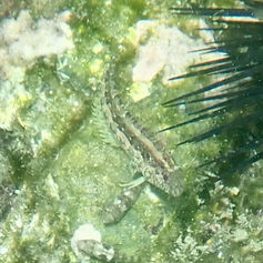 Scaly Blennies (Genus Malacoctenus)